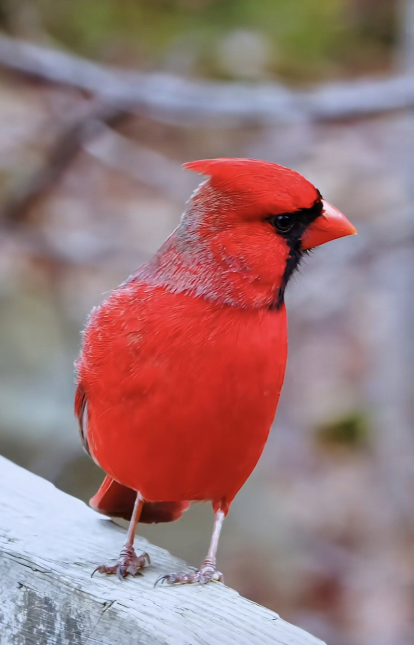 五彩斑斓的鸟,它们是天空的花朵是大自然的精灵,给我们带来美的享受