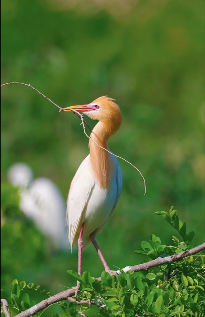 牛背鹭的羽毛只有在繁殖期才会变成橘黄色,非繁殖期羽毛都是白色的