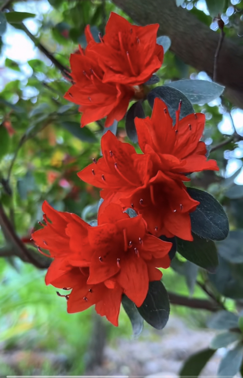 我把好运藏在花里,愿它能为你带来幸运与快乐#治愈系风景# #花# #美景