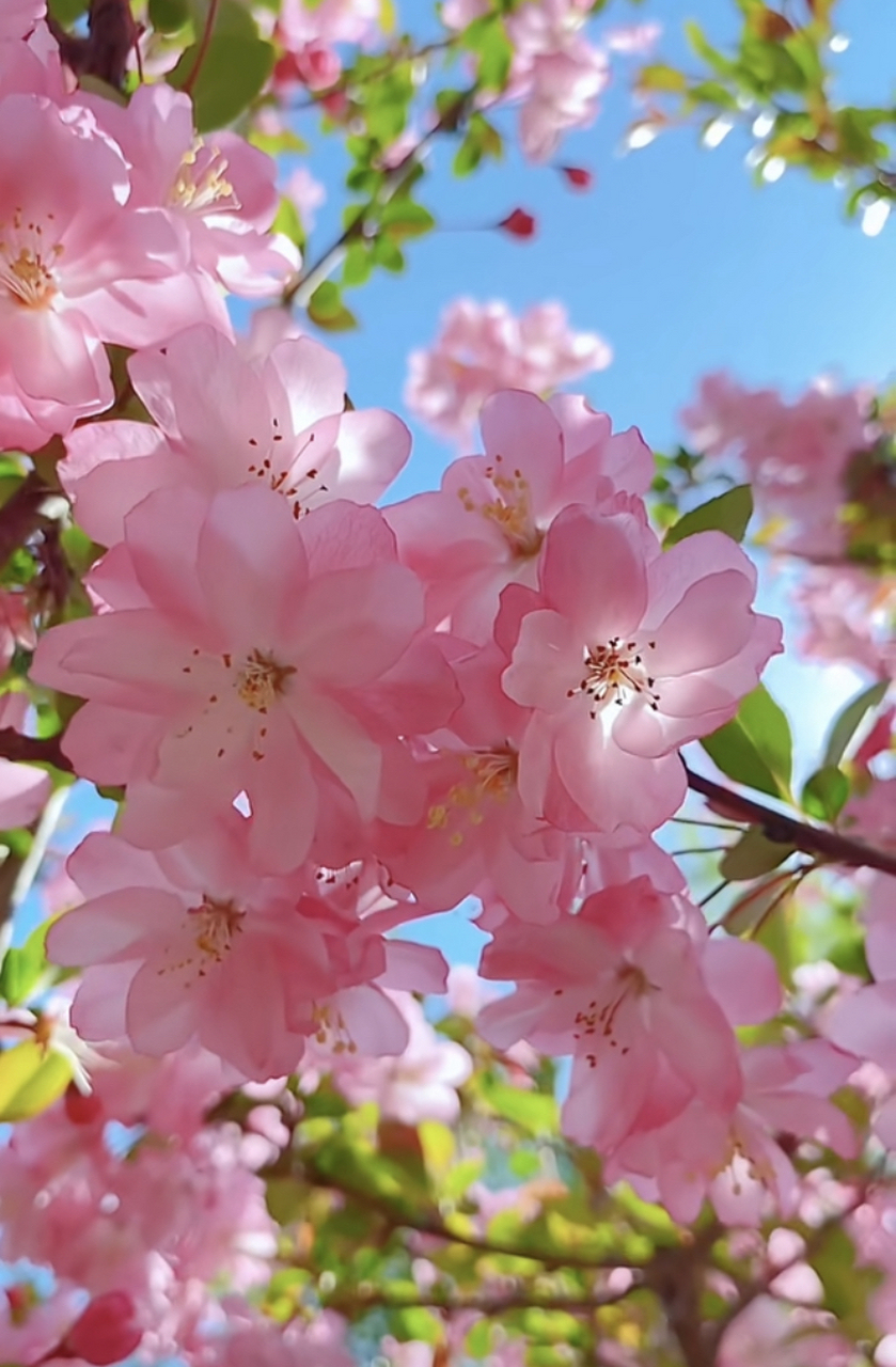 花朵风景 好运图片