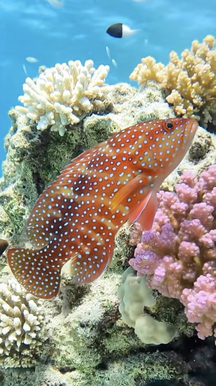 太漂亮了,神奇的海底世界真是奇妙无比,五彩斑斓的鱼儿在其中翩翩起舞