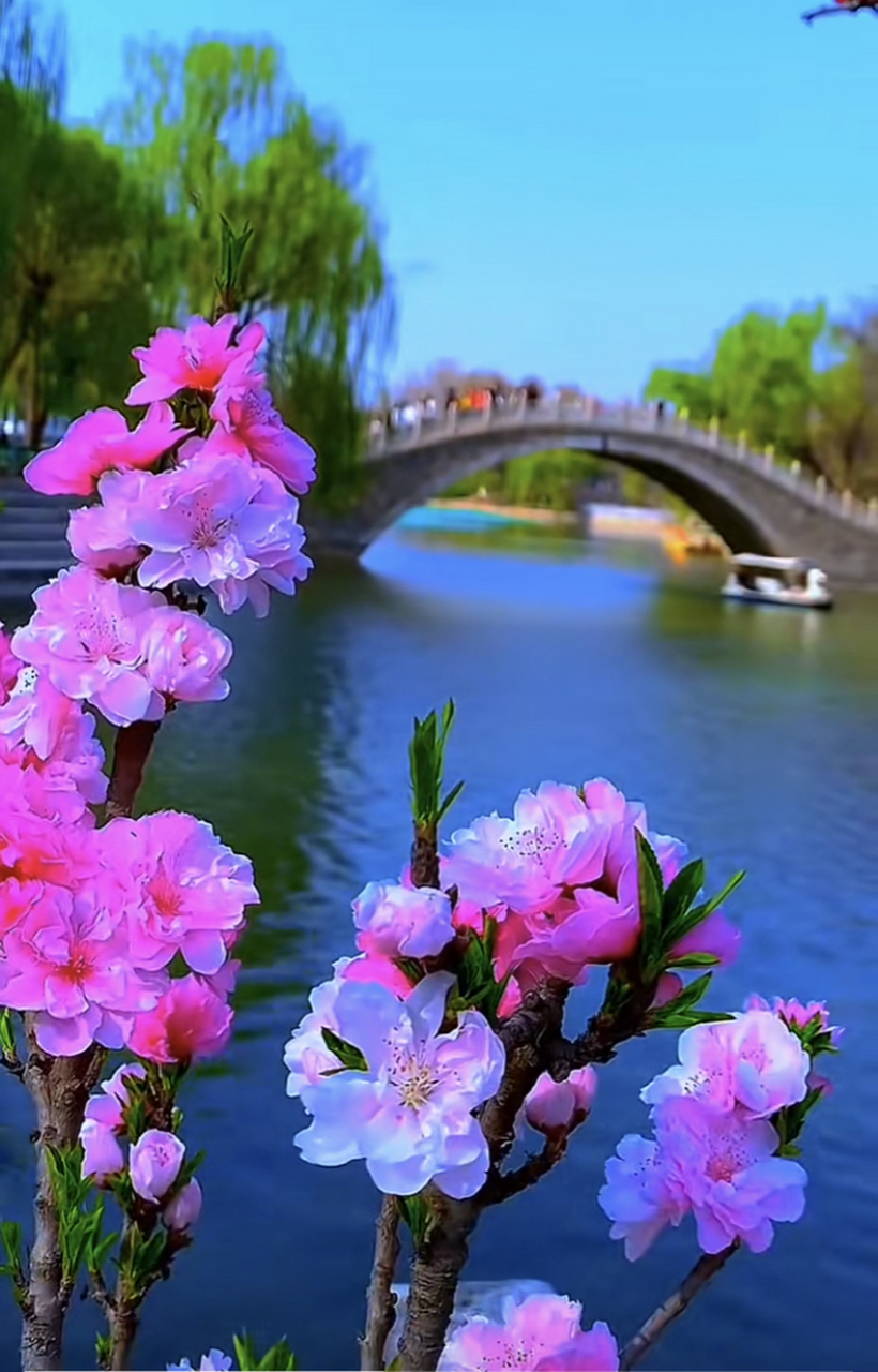 春光明媚,鸟语花香,愿一切美好如期而至不负时光不负自己#治愈系风景