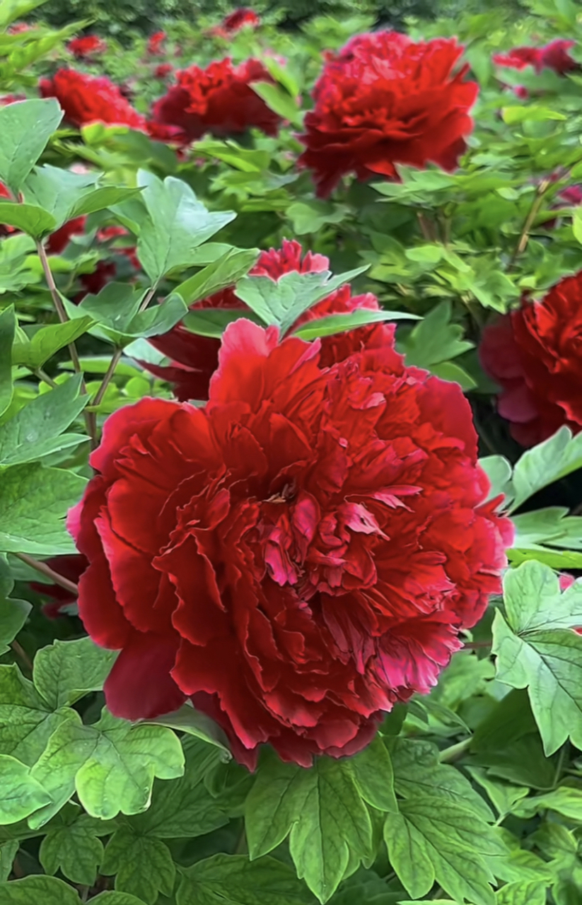 牡丹花品冠群芳,况是期间更有王#花# #分享# #治愈系风景