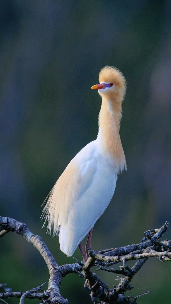 牛背鹭的羽毛只有在繁殖期才会变成橘黄色,非繁殖期羽毛都是白色的