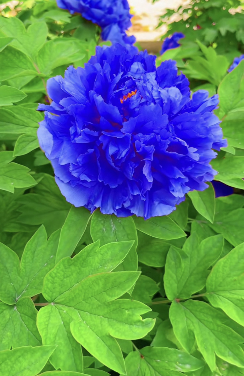 牡丹花品冠群芳,况是期间更有王#花# #分享# #治愈系风景