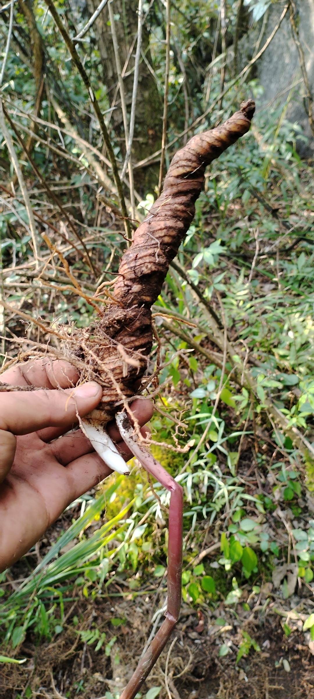大山里寻找宝,野生重楼越来越少,它的作用和价值不可不知