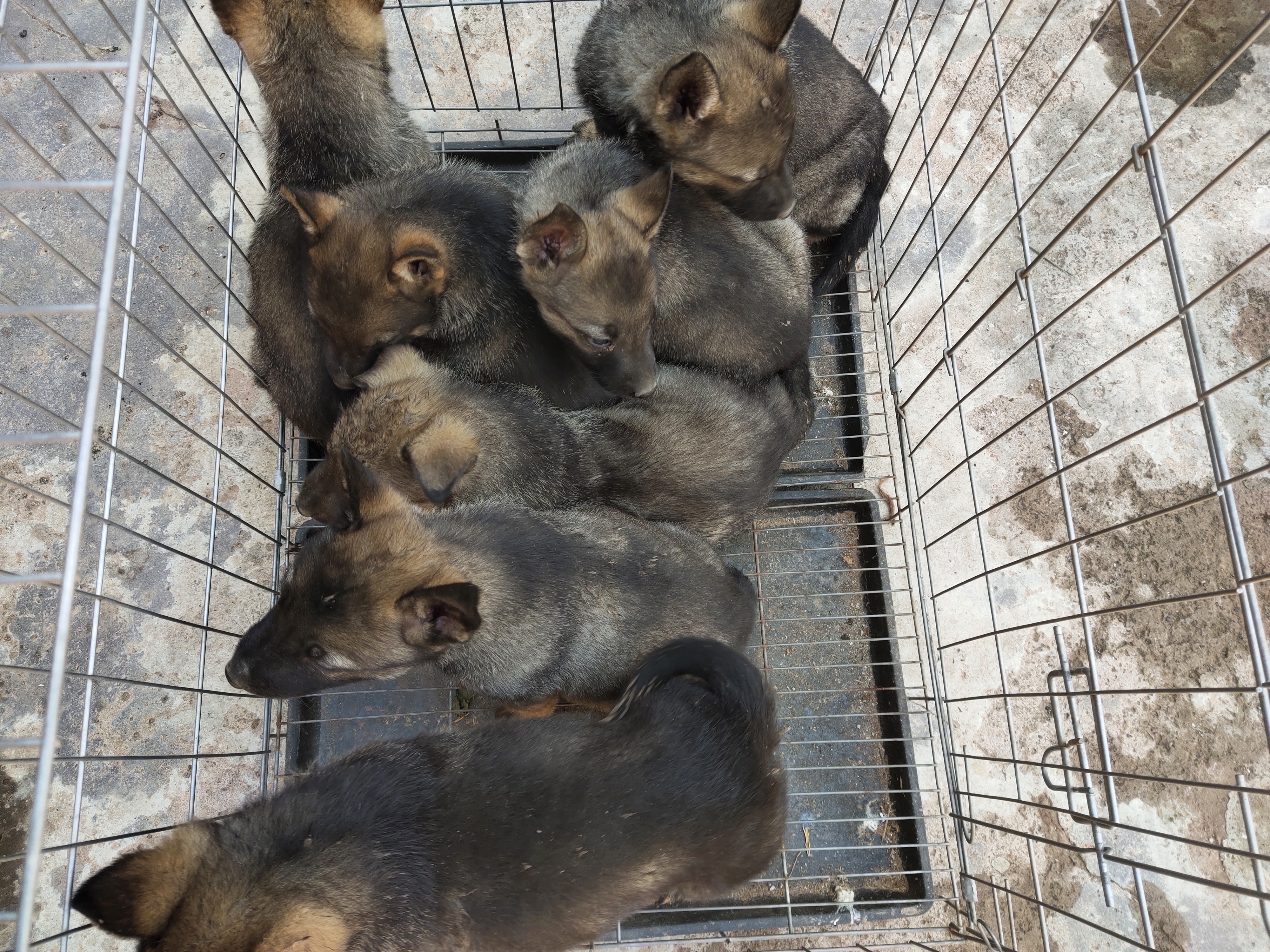 昆明犬狼青幼犬图片