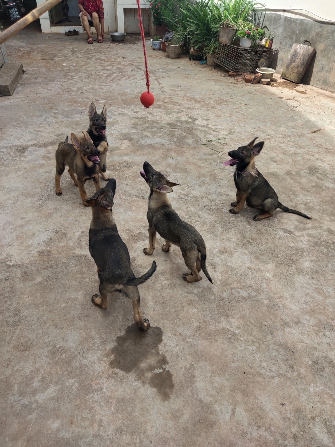 昆明犬狼青幼犬图片