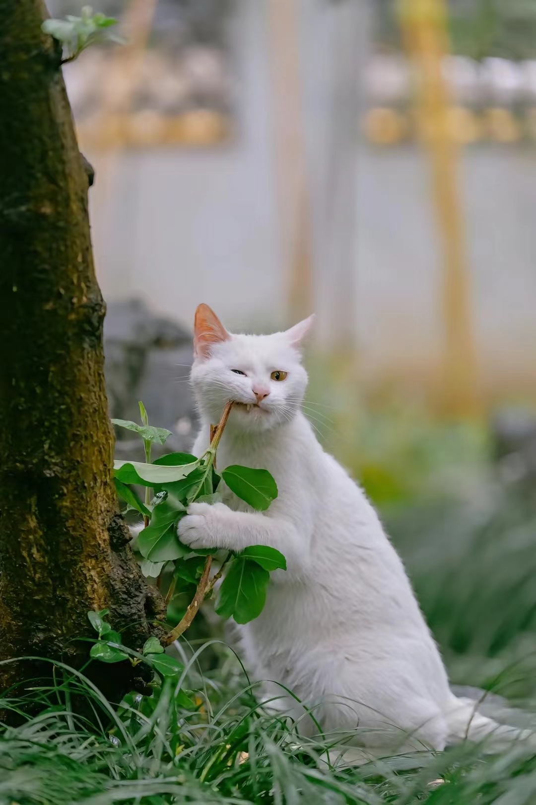 可爱的小花猫