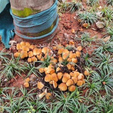 满山遍野都是这样的蘑菇各个都像一把小雨伞,外边是黄色的,里边是黑色