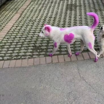 哇,快来看看这只狗狗,它的尾巴,身上以及耳朵上,竟然都被染成了粉色!