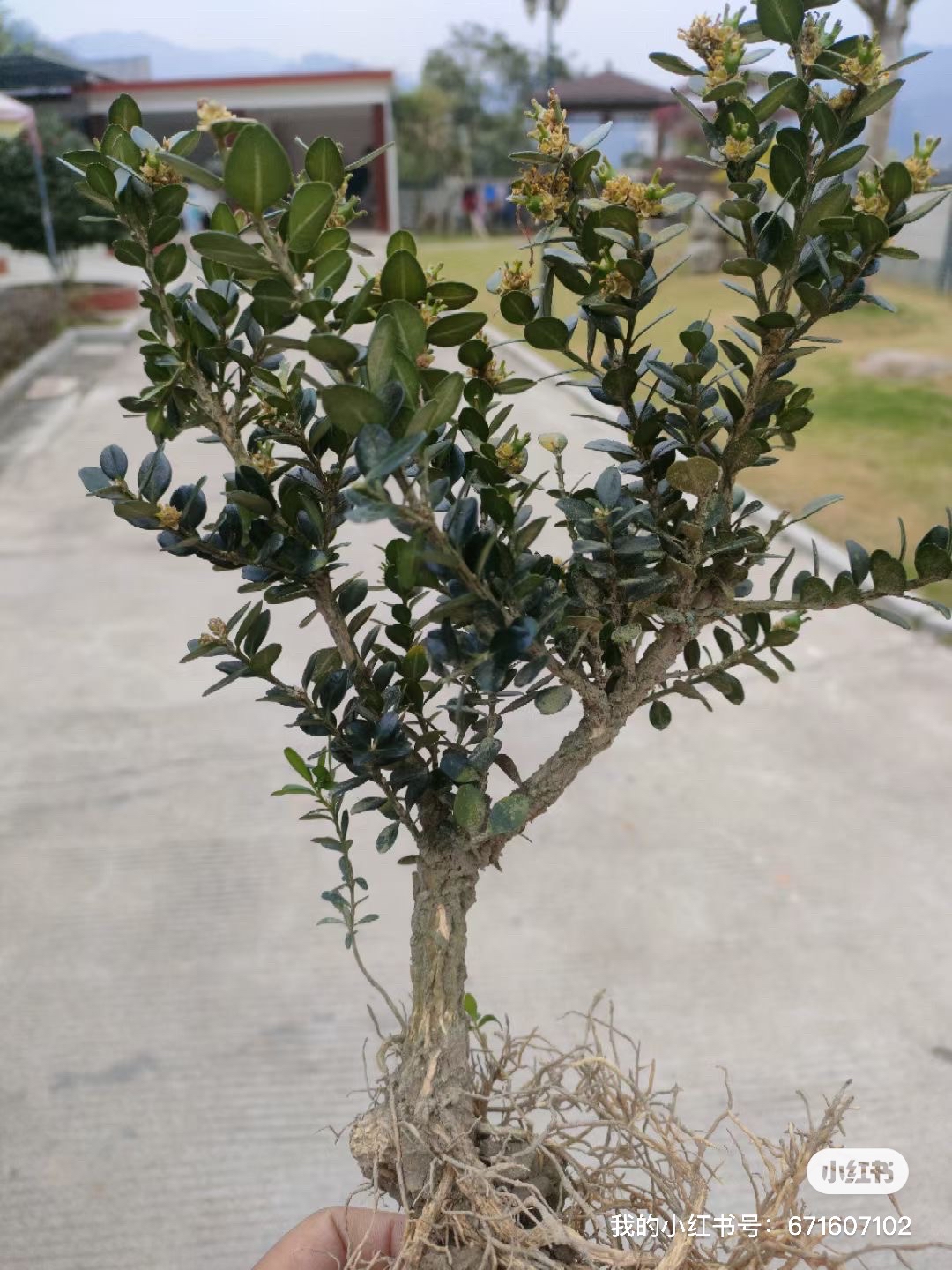 龙鳞黑珍珠图片