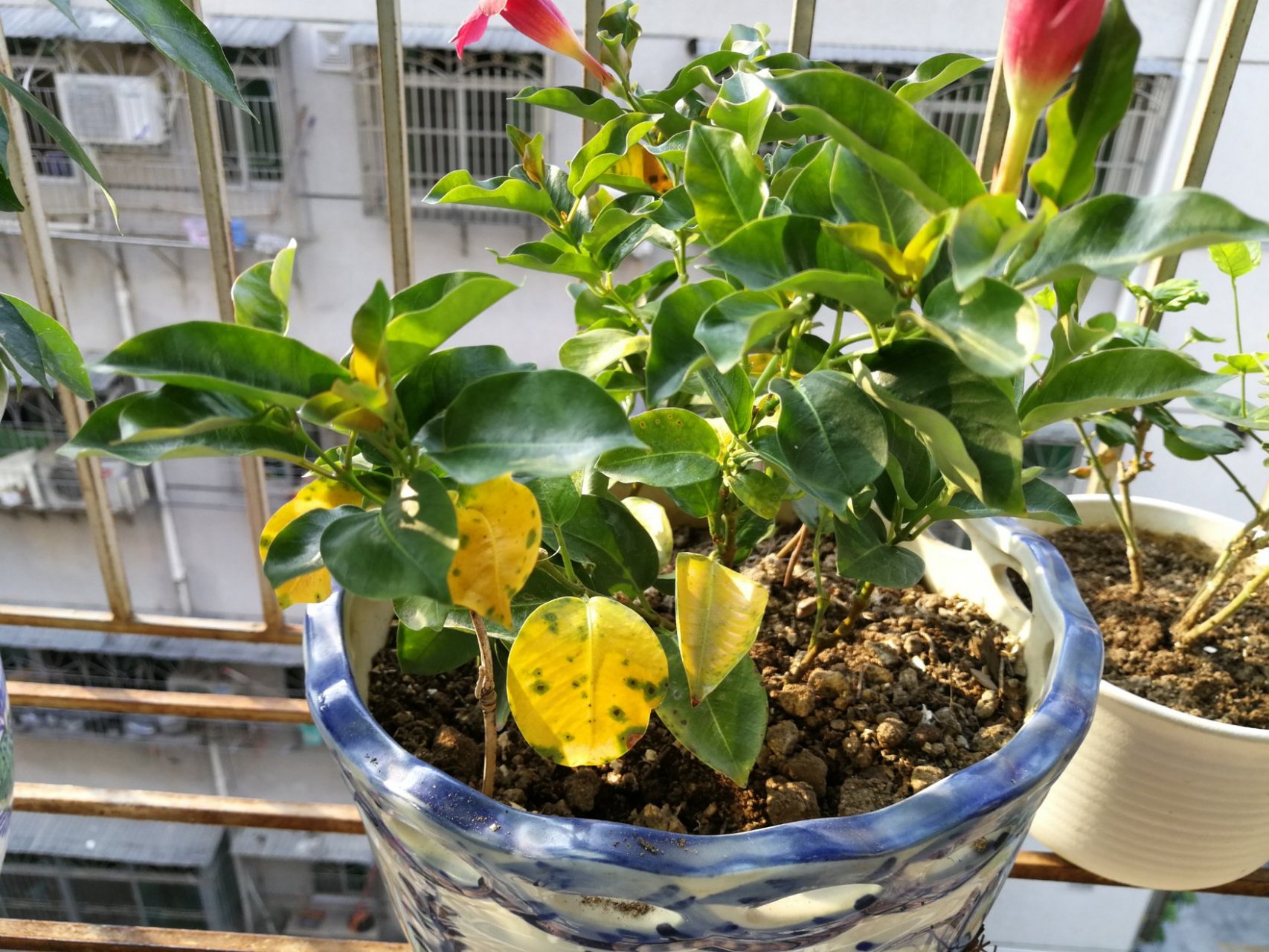 飘香藤黄叶掉叶子,求助!