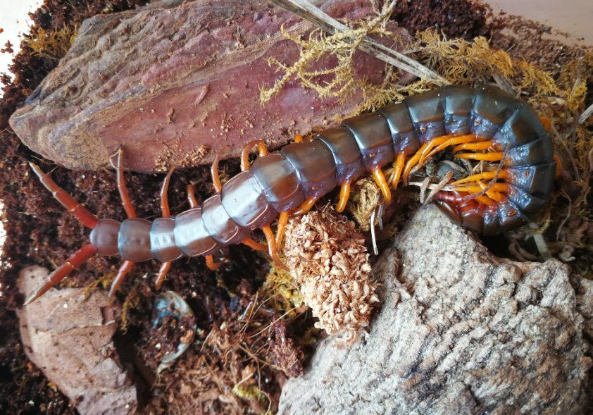 在以前可能对蜈蚣有一定的作用,但是现在似乎这种办法也不太可行.