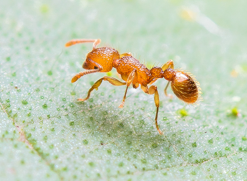 室内小黄蚂蚁彻底清除的方法     家里有小黄蚂蚁一