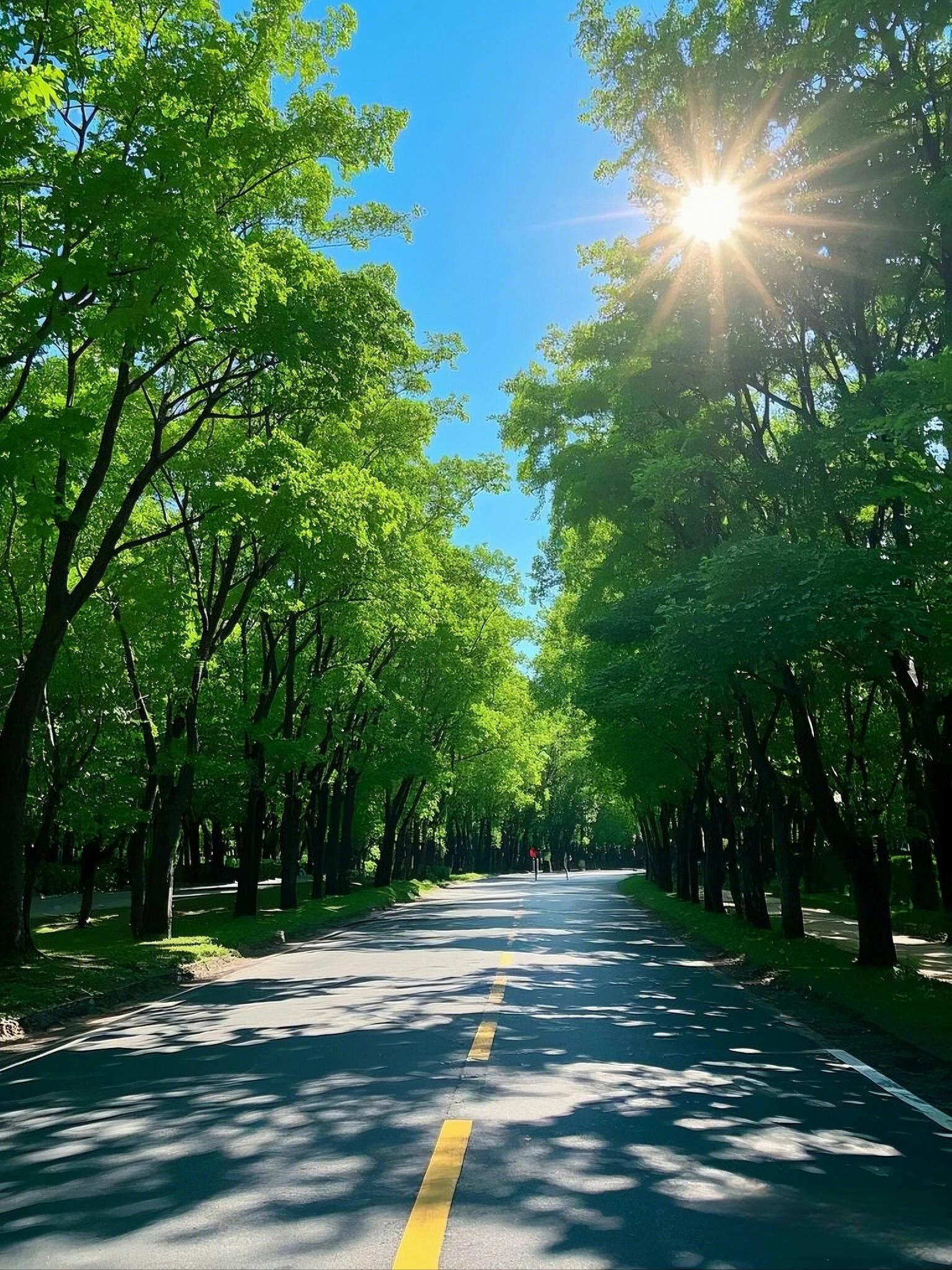 阳光洒在林荫路上,感觉就像走进了绿色隧道,心情瞬间变得明媚起来