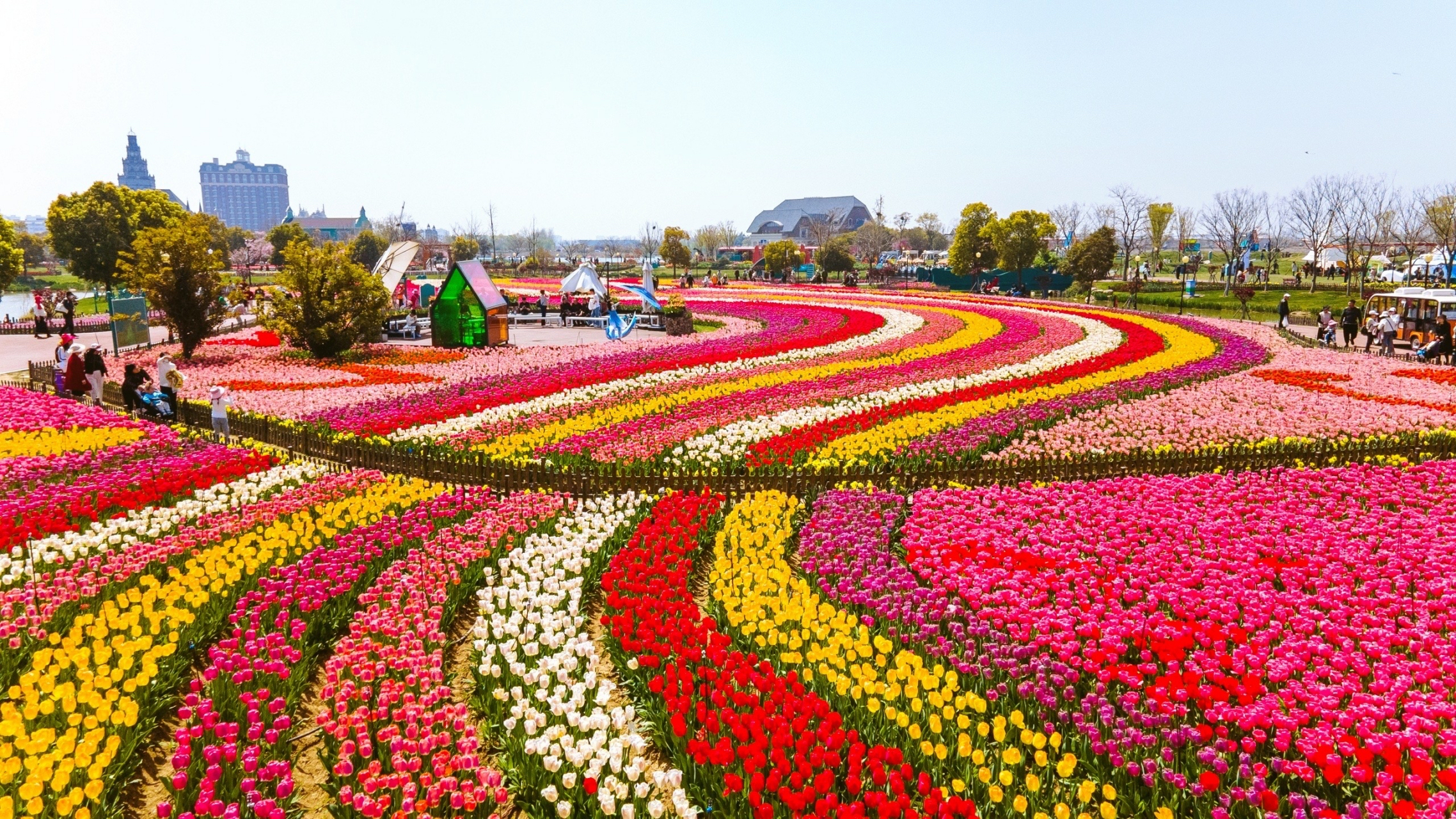 春天到盐城玩,怎能错过荷兰花海的郁金香93  这里有着"中国郁金香第