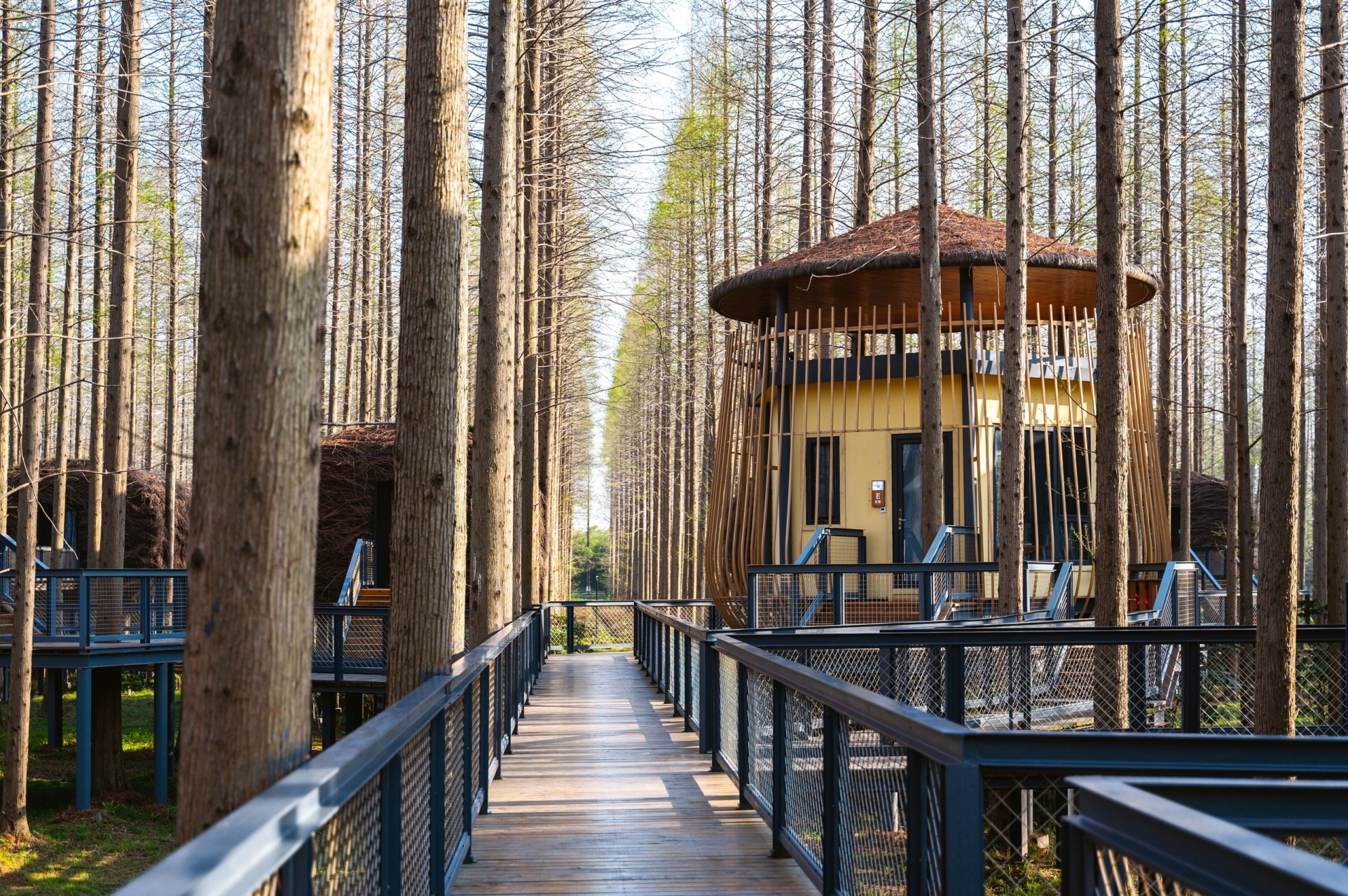 黄海森林公园,位于盐城东台市,这里是国家级森林公园,华东地区规模最