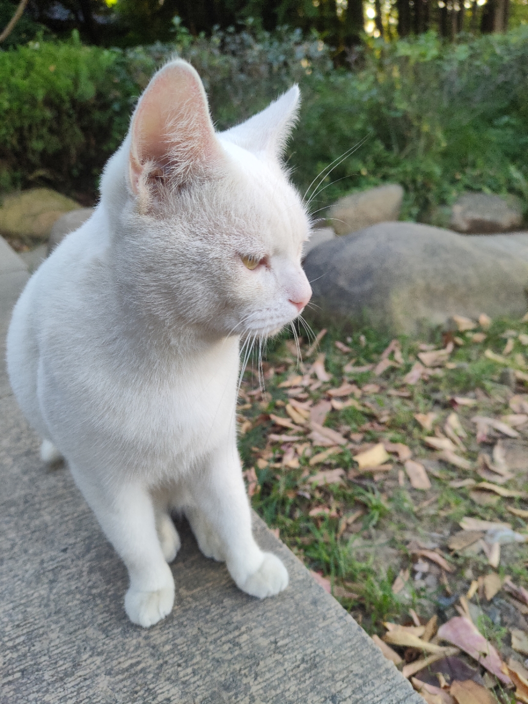 "生活中总有些与众不同的存在,就像这只白猫[喵喵],坐在草地的岩石上