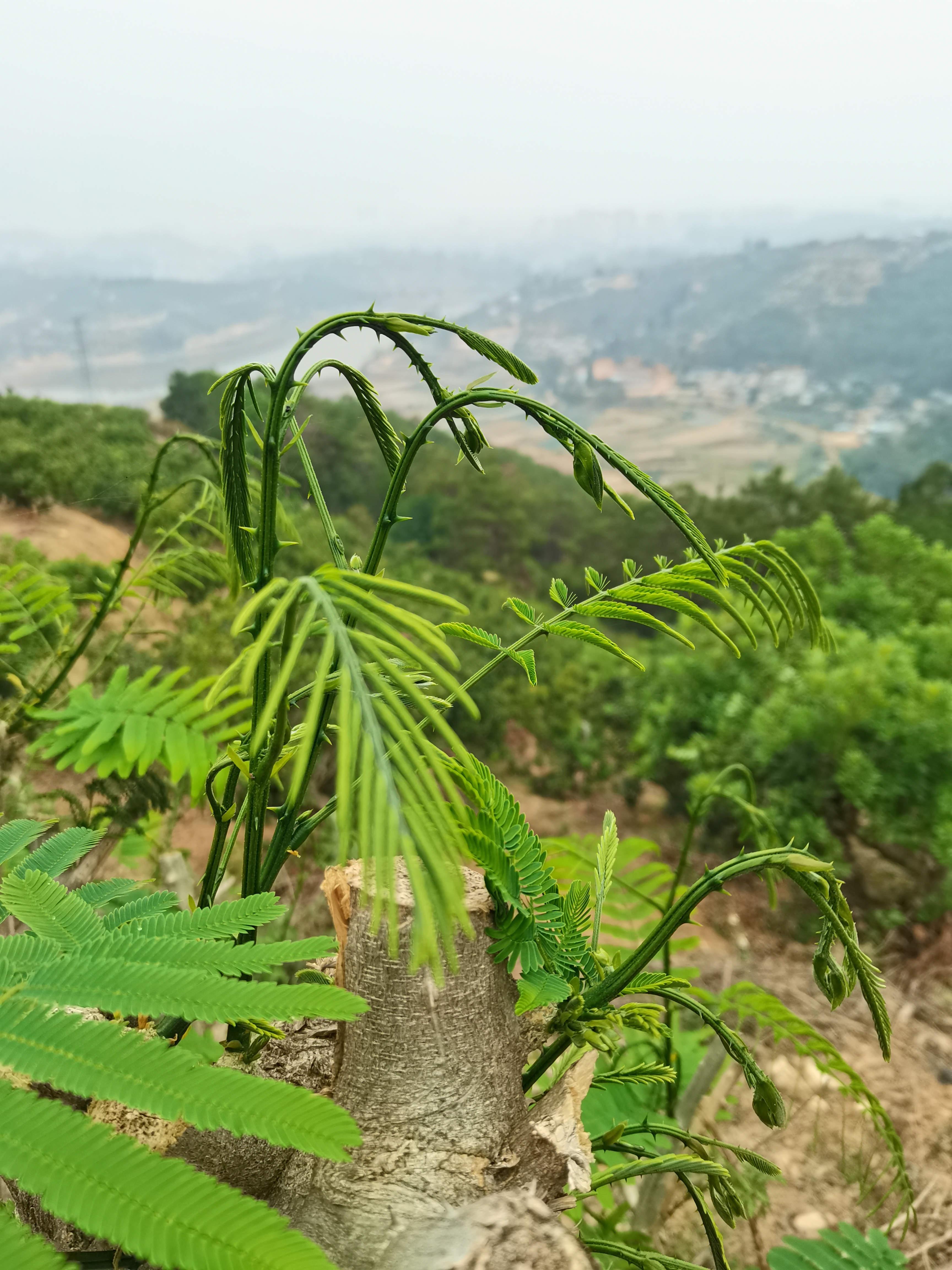 福建臭菜图片图片