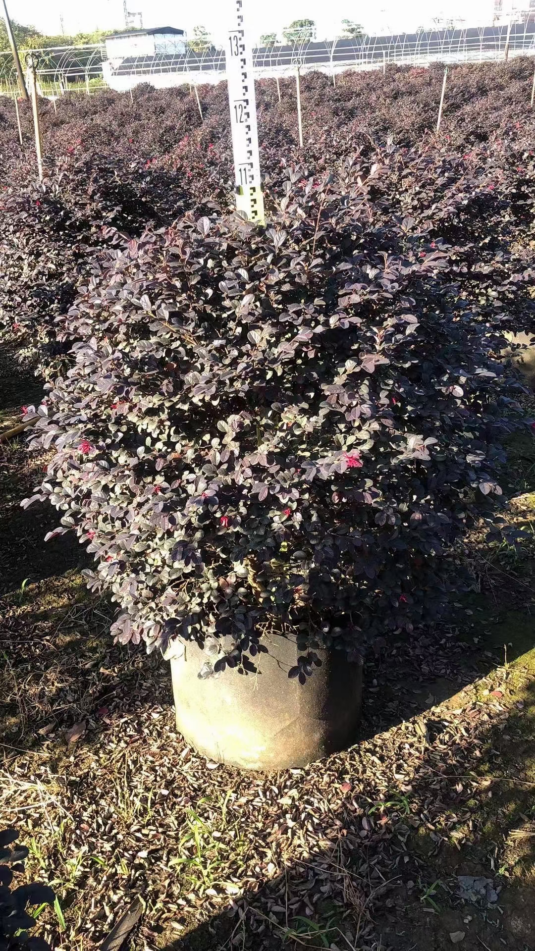 红花继木球