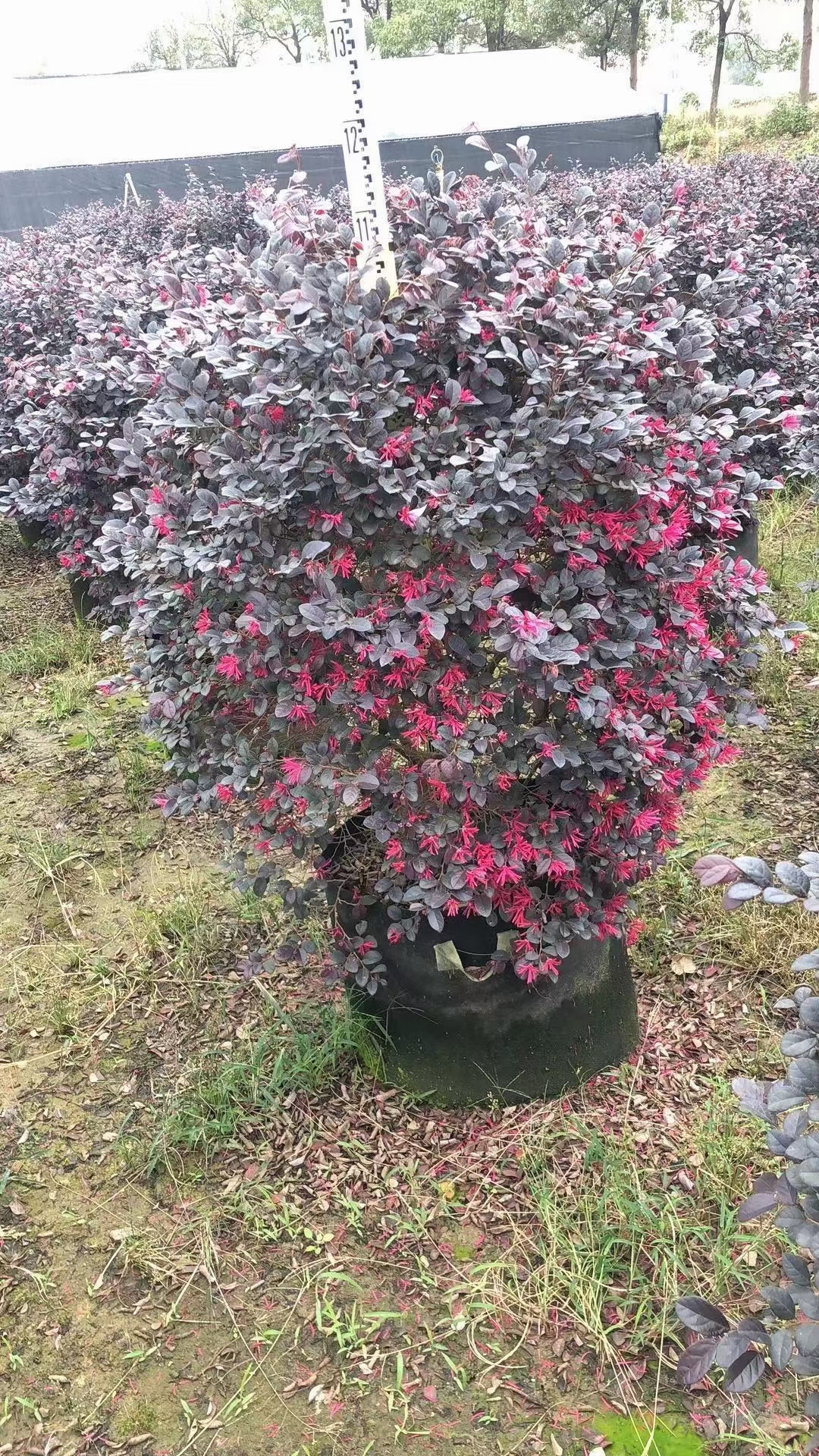 红花继木球