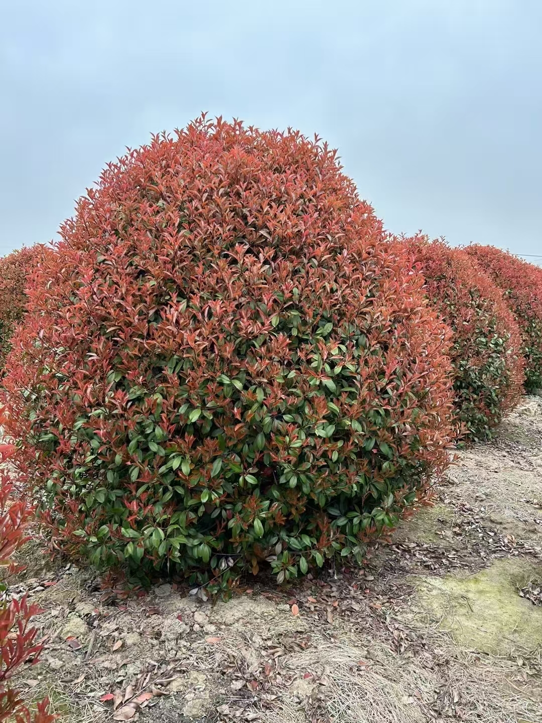 庭院改造进行时,选的红叶石楠冠幅在1.8