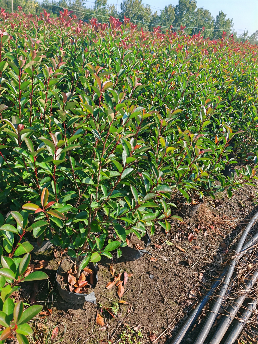 红叶石楠树种植方法图片