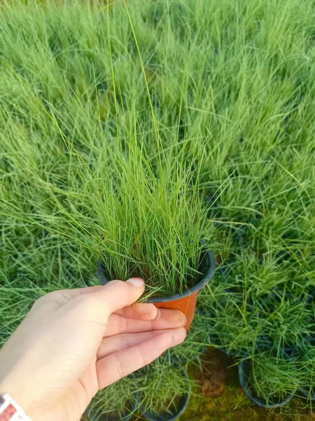 110杯粉黛乱子草基地大量