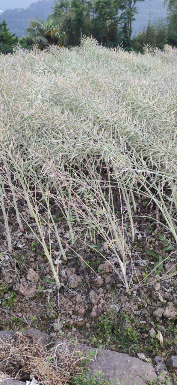 看图猜答案 看看图中的农作物,认识是什么吗?