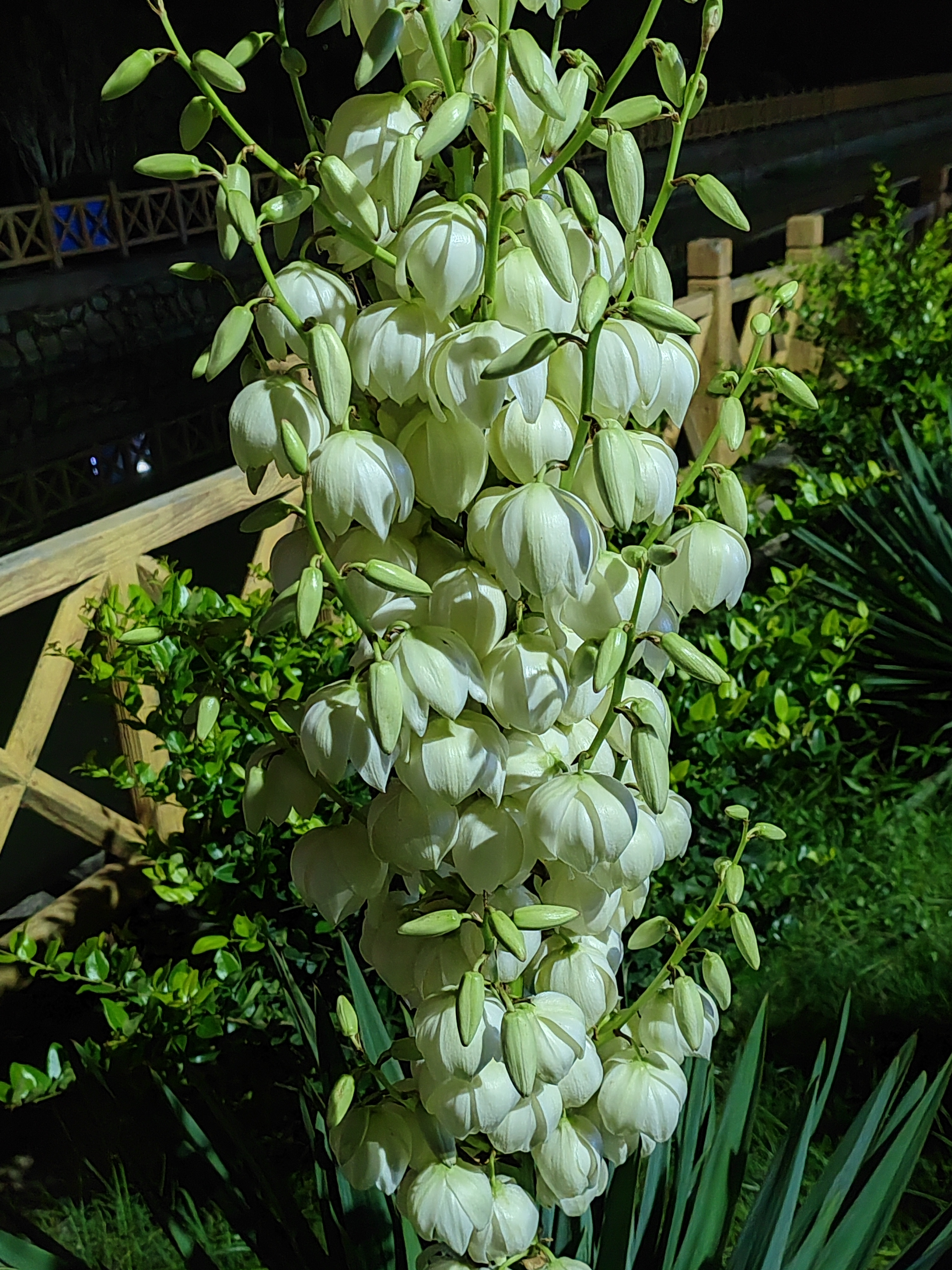 夜晚路灯下的凤尾丝兰,花朵低垂优雅端庄! 花语:盛开的希望