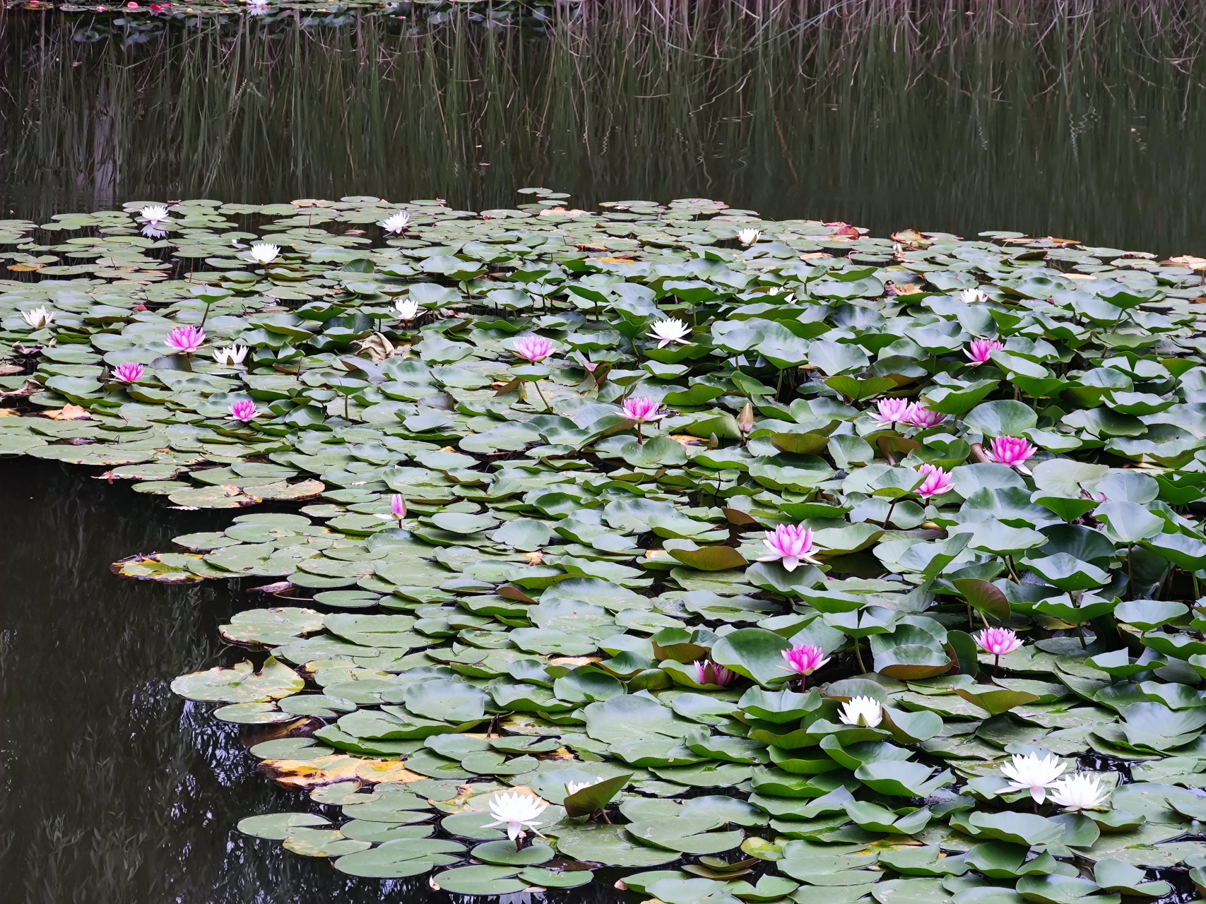 石家庄市儿童公园的莲花竞相盛开,有来过这里的吗?#石家庄身边事