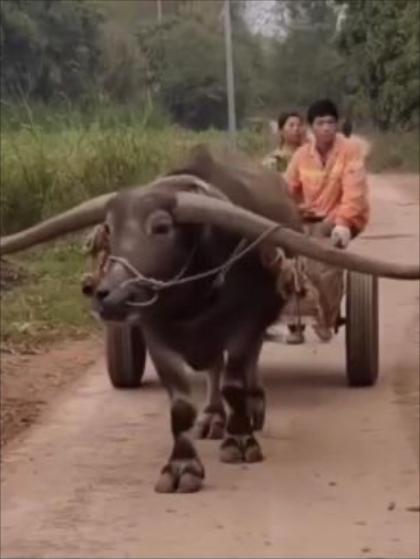 老式牛拉水车图片人工图片