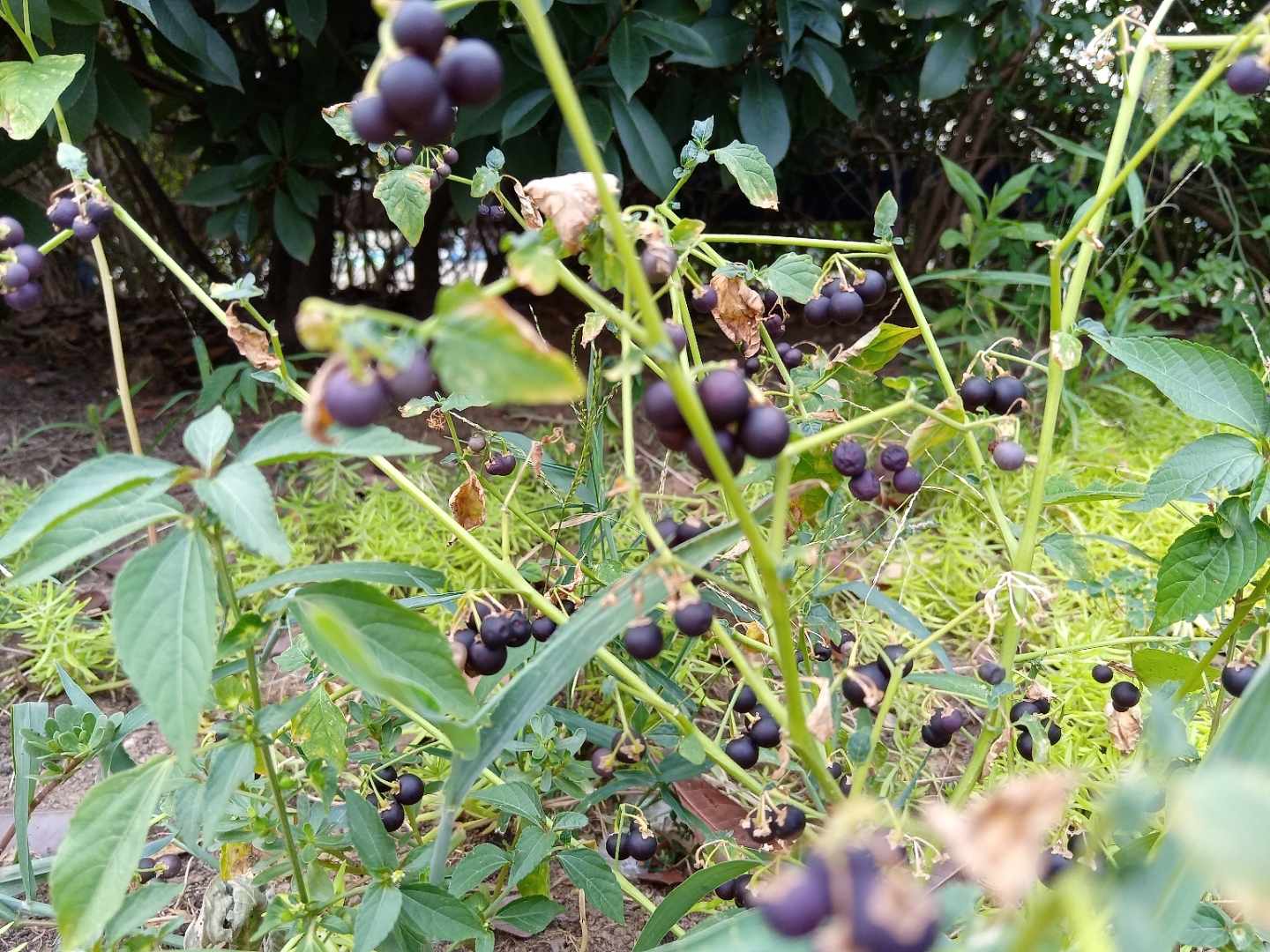 今日偶遇这个黑黑的小果子,让我的记忆一下子回到了