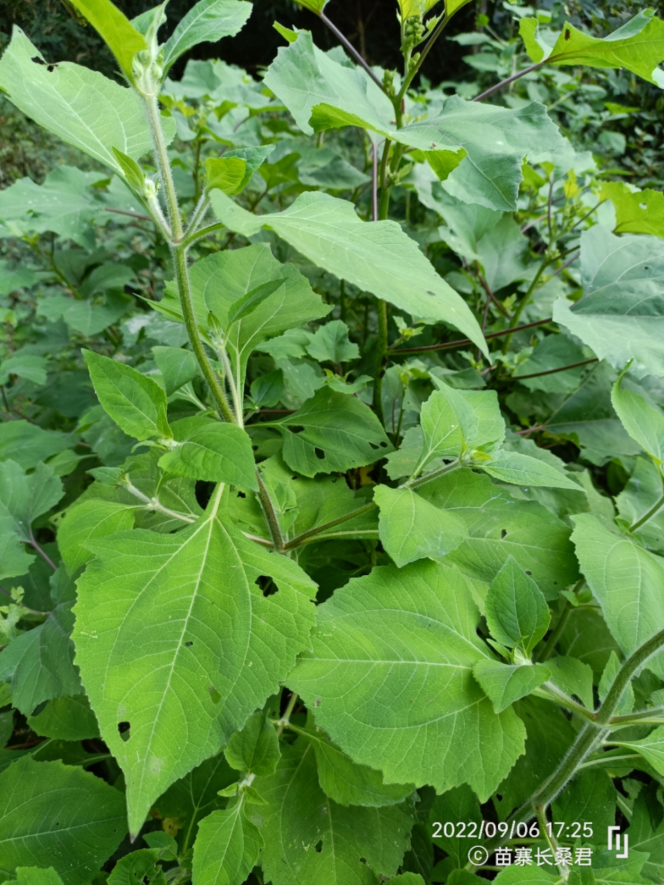 专治风湿骨痛草药图片图片