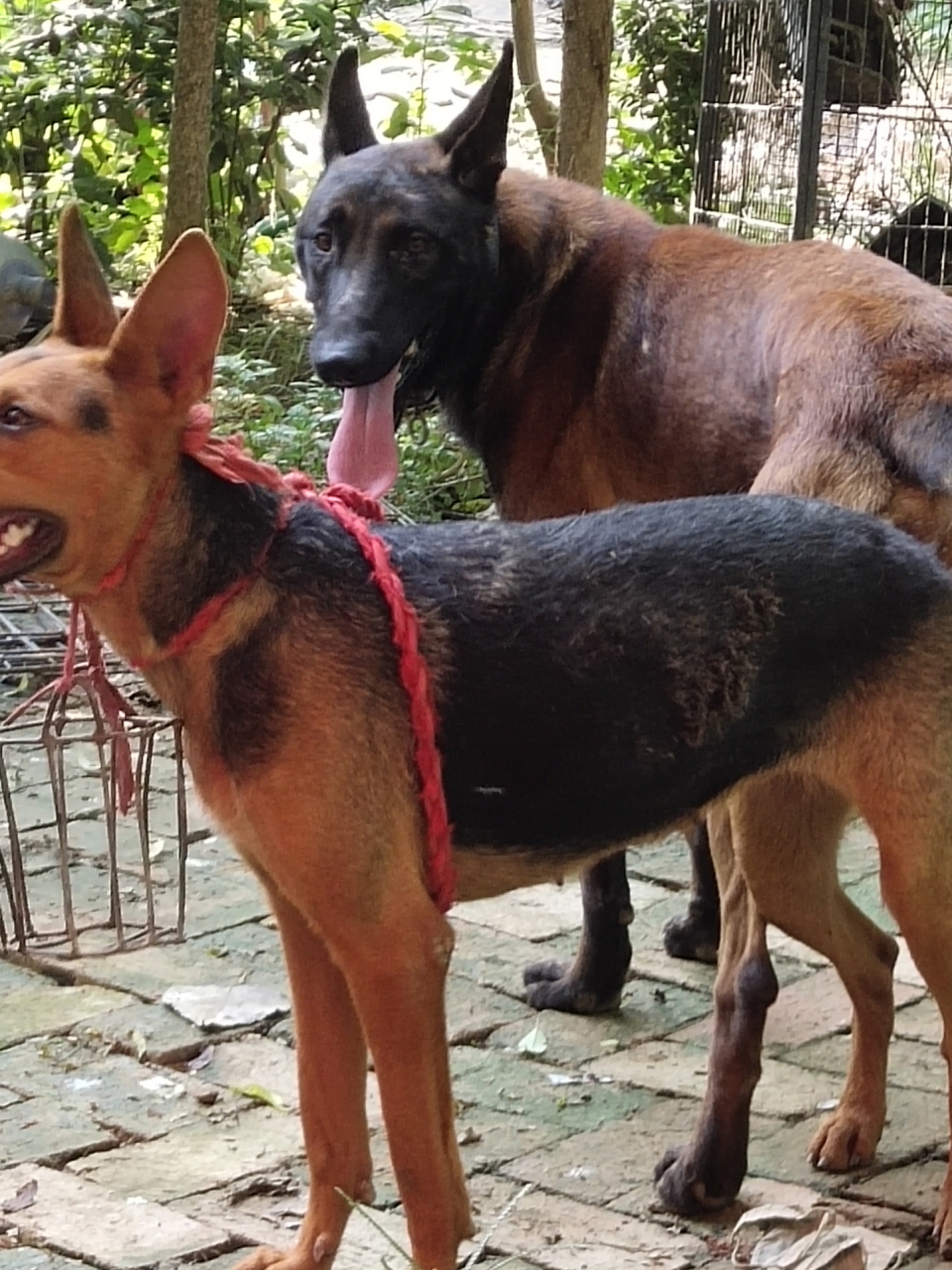 苏联红和马犬杂交图片图片