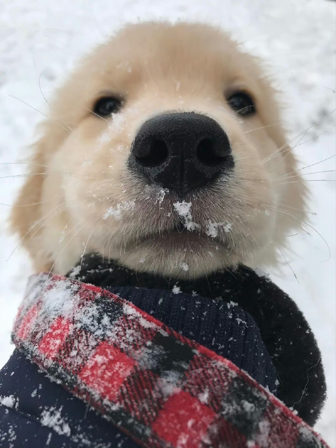 大雪饼金毛图片