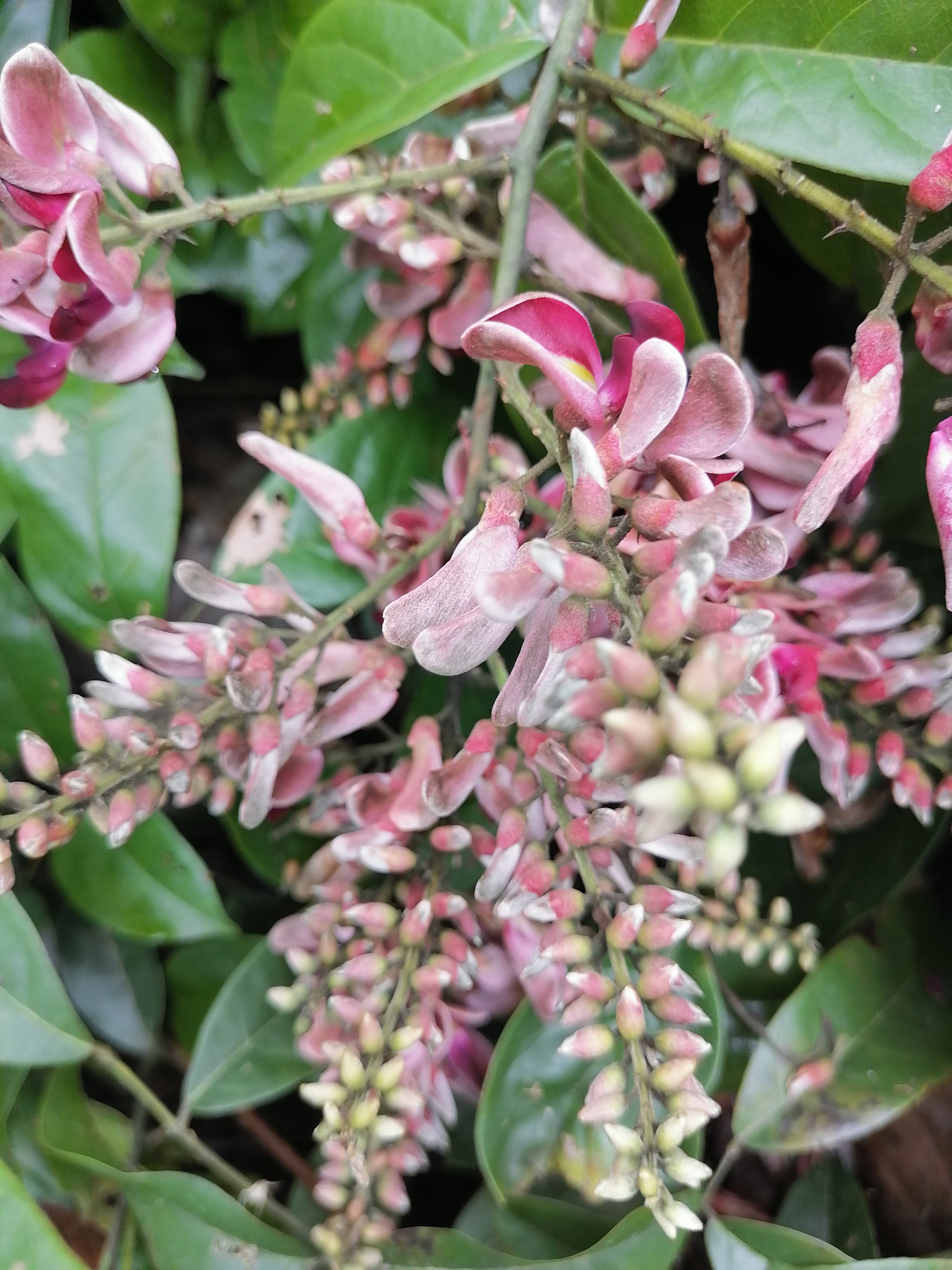 岩胡豆花开了.