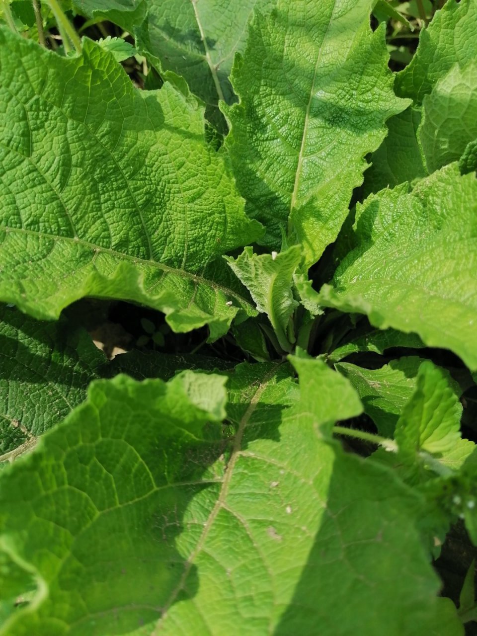 这就是野烟,现在各种各样的牌子的香烟的祖宗.能认识它的人已经不多了