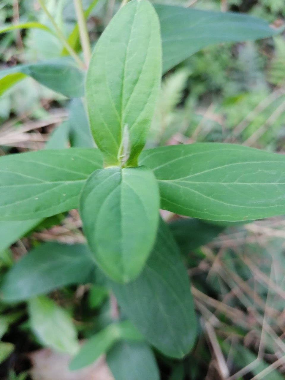 對葉草葉片對稱,有點幾何學的味道.對葉草集觀賞藥用於一身.