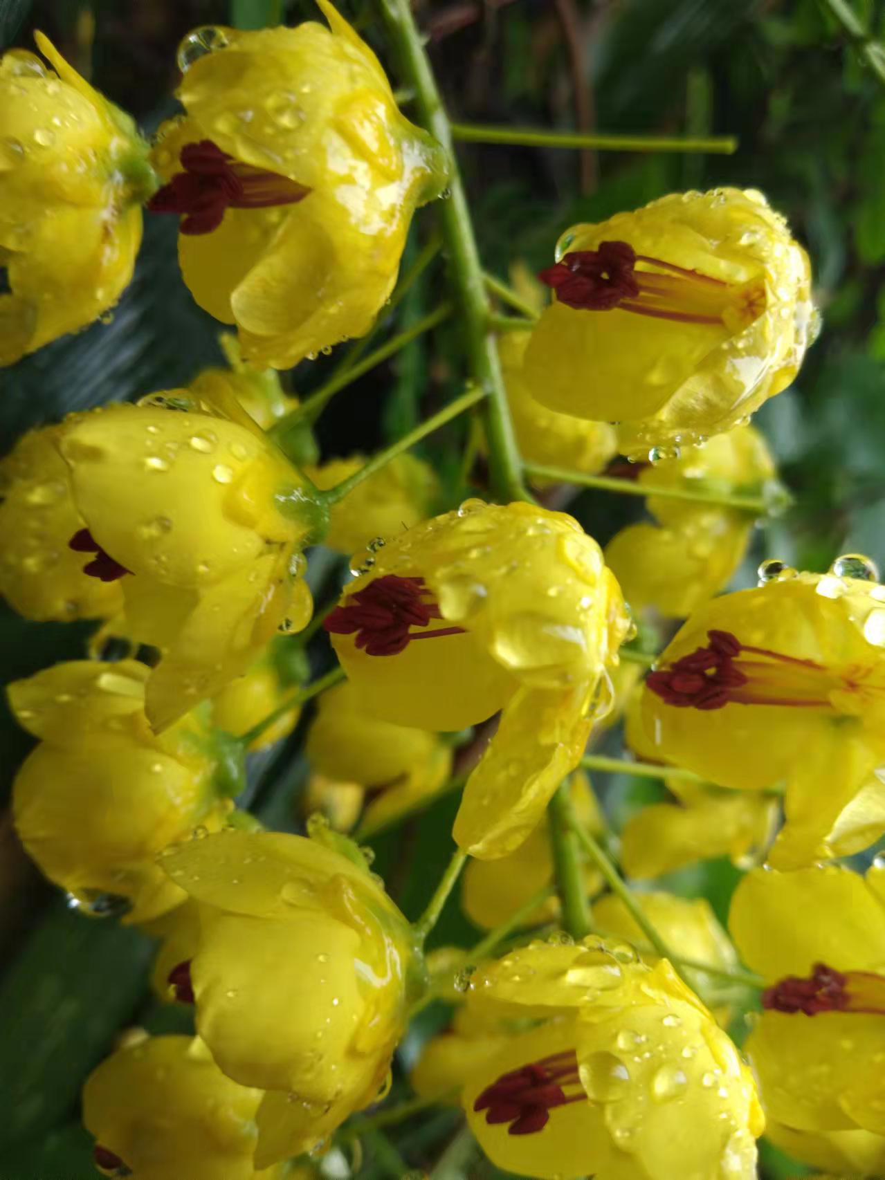 好漂亮的阎王刺花啊.