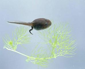 在一个春意盎然的池塘里,一群小蝌蚪在水草间嬉戏.