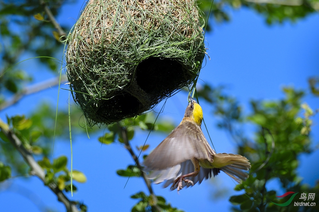 织巢鸟,堪称鸟界的"建筑巨匠",以其独特的技艺用草与其他自然素材编织