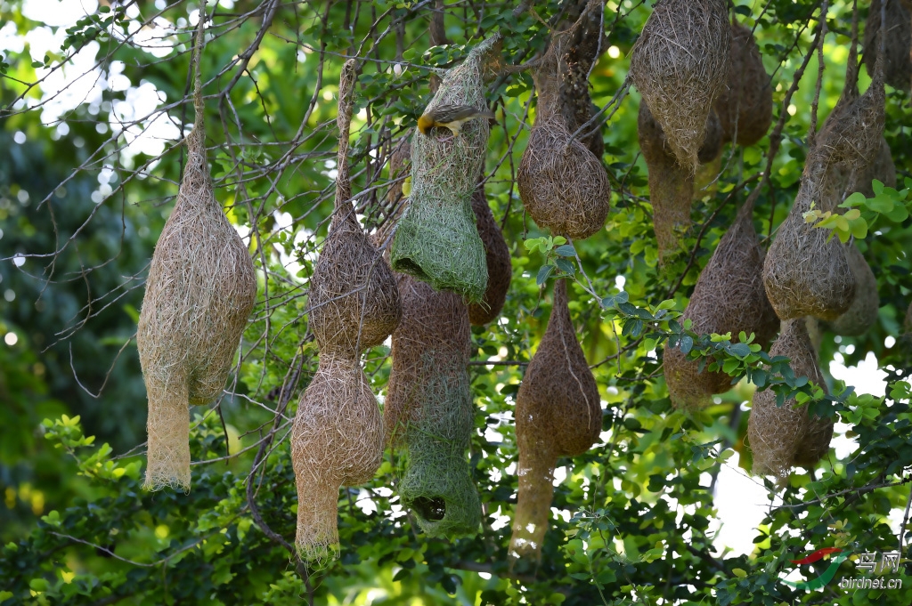 织巢鸟,堪称鸟界的"建筑巨匠",以其独特的技艺用草与其他自然素材编织