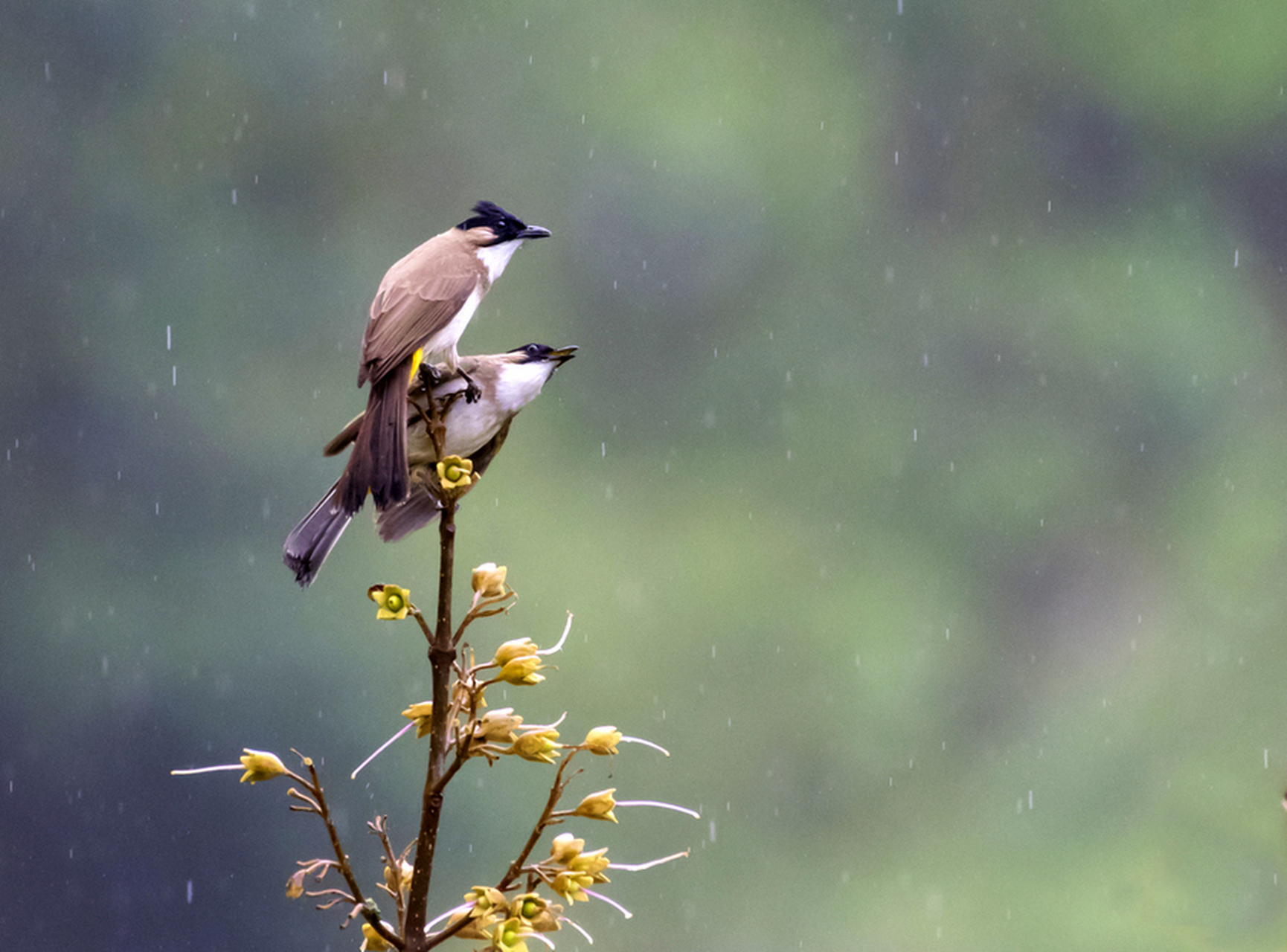 "向晚晴雨 夏林向晚遇甘霖,细雨声滴独爱听.