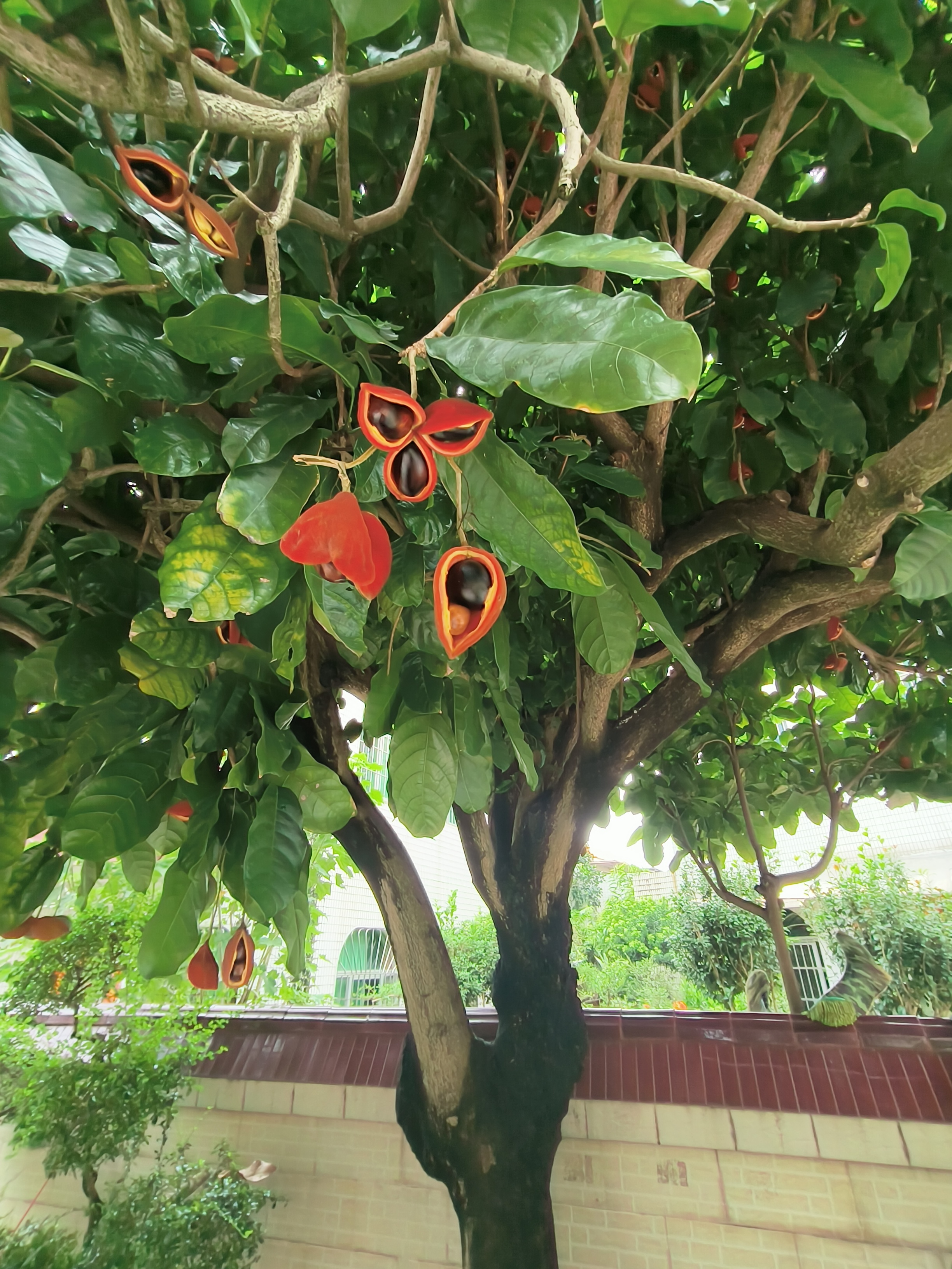 原创即景《识得苹婆树之凤眼果》