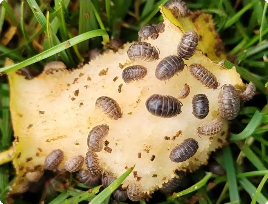 除米汤虫即潮虫没有什么偏方是有效的,在网上找到的