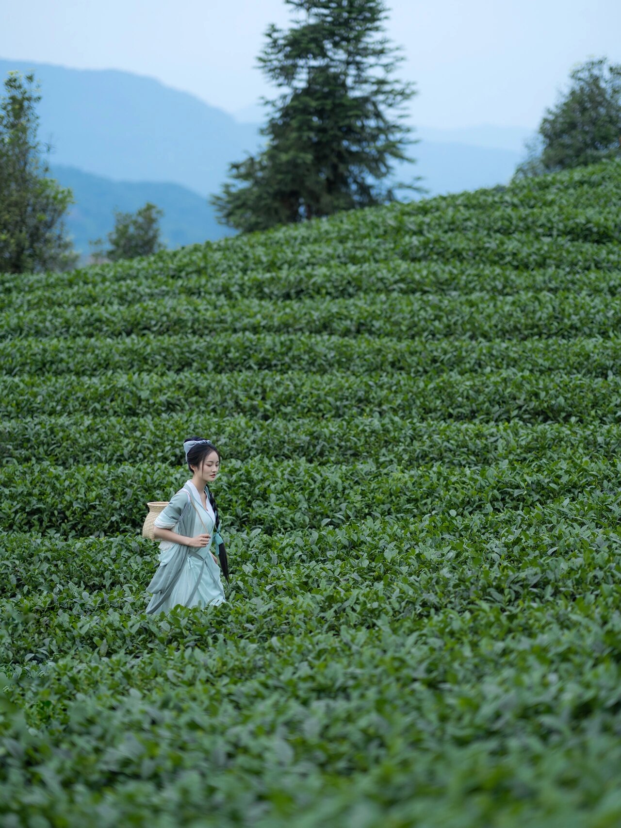 qt成都学生品茶自带工作室经纪人带领大家的新茶采茶采摘旅程,听起来