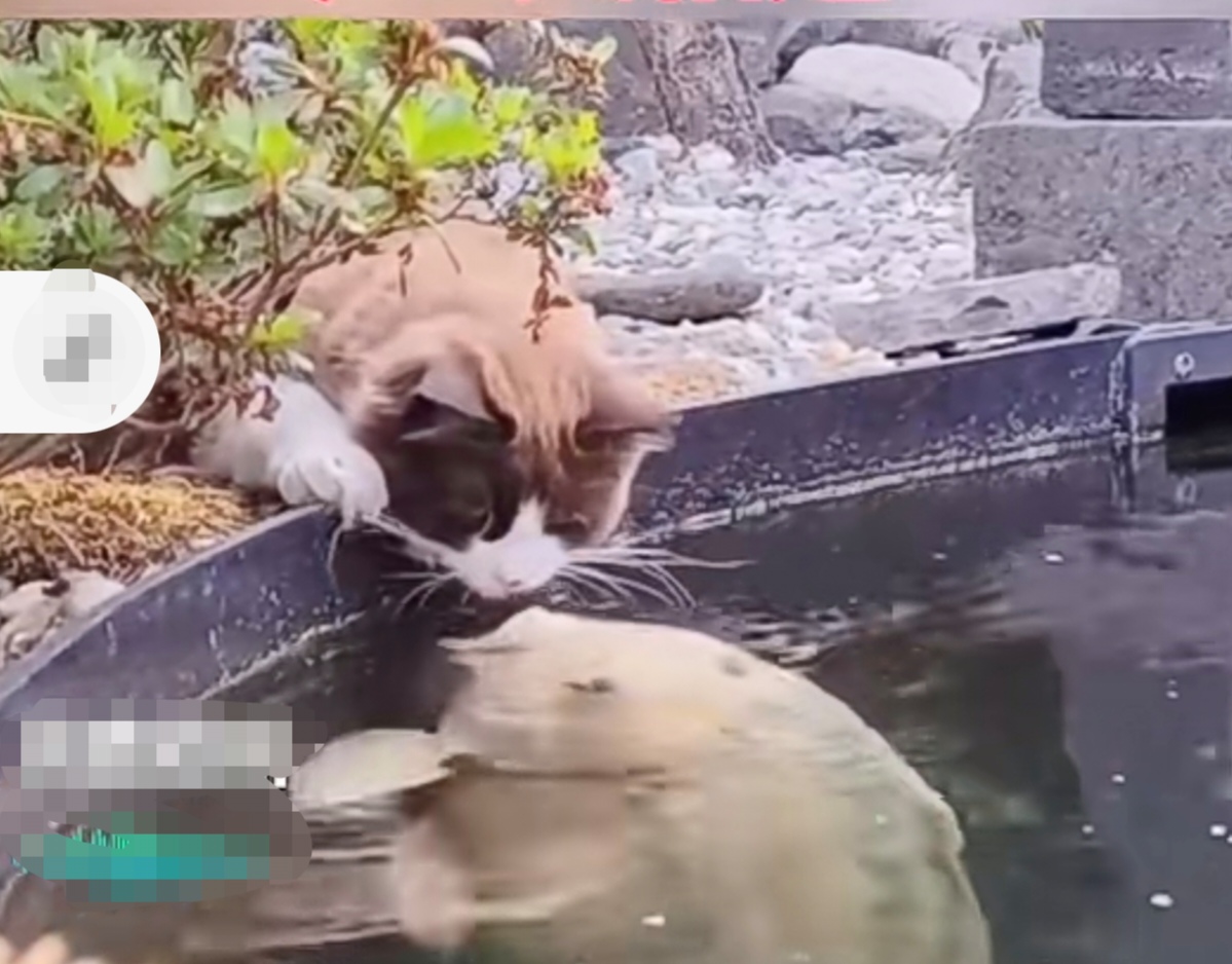 猫吃鱼,狗吃肉,奥特曼打小怪兽,可是有这么一只猫,每天会到鱼塘与一只