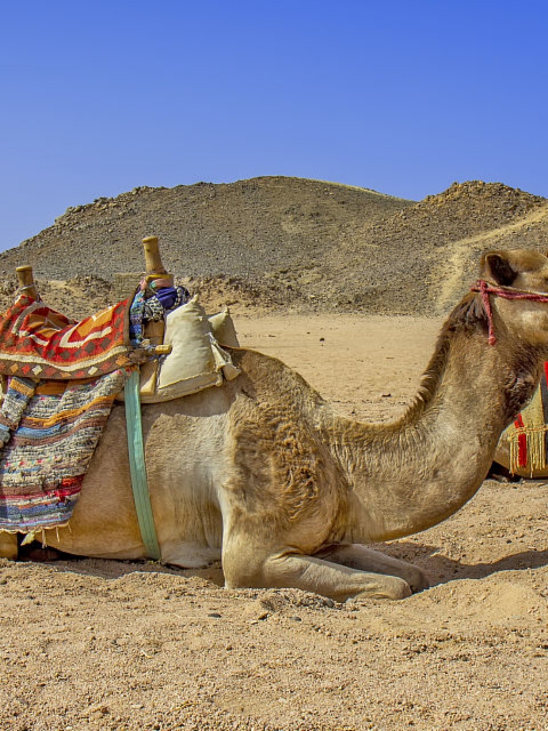 你知道骆驼为什么被称为沙漠之舟吗?